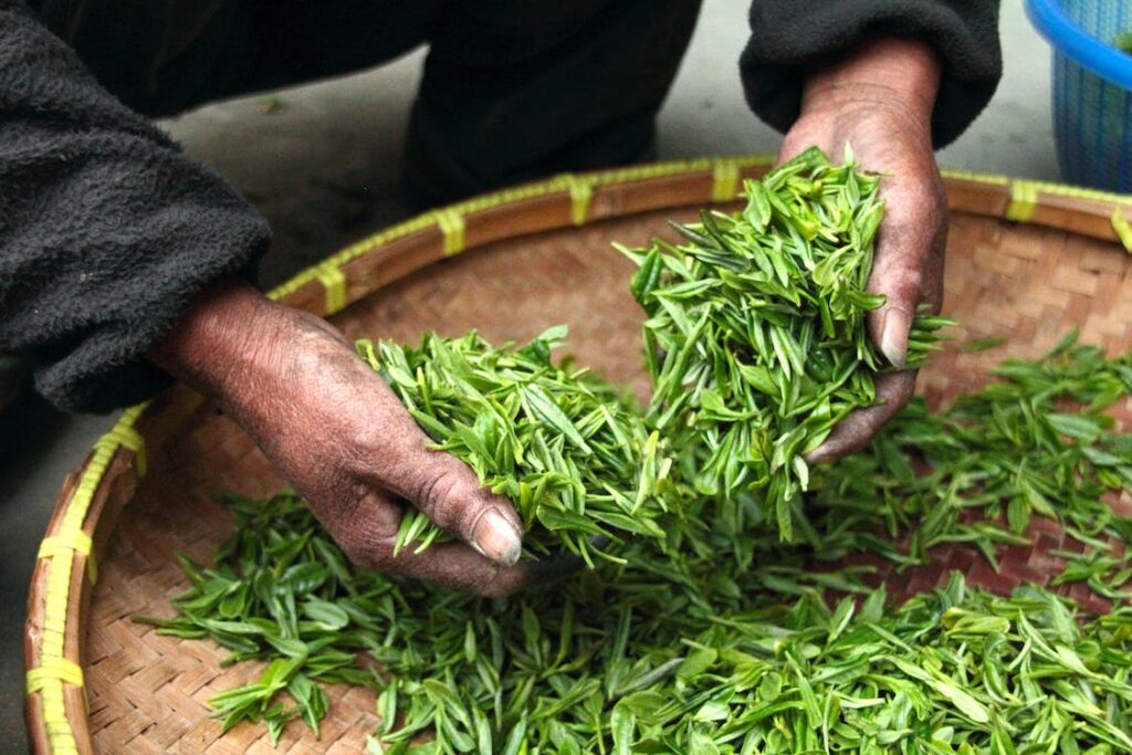 Assam Tea Sets Records